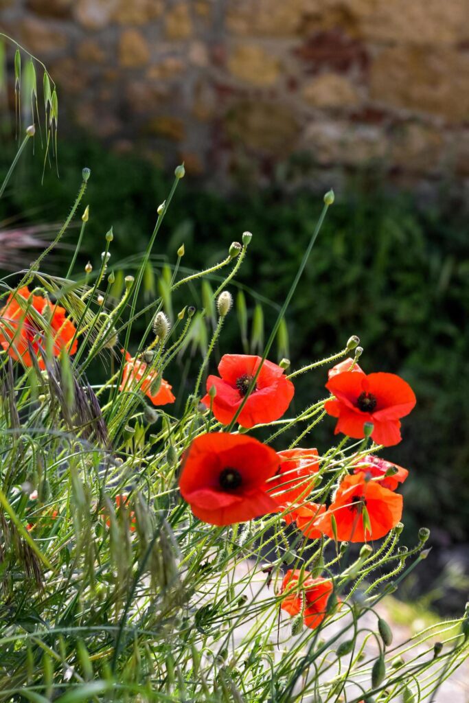 Poppies flowering along the roadside in Val d’Orcia Tuscany Stock Free