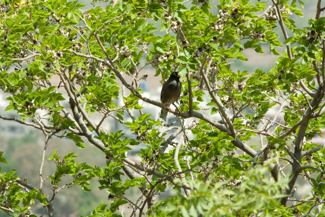 Bird Tree Branch Stock Free