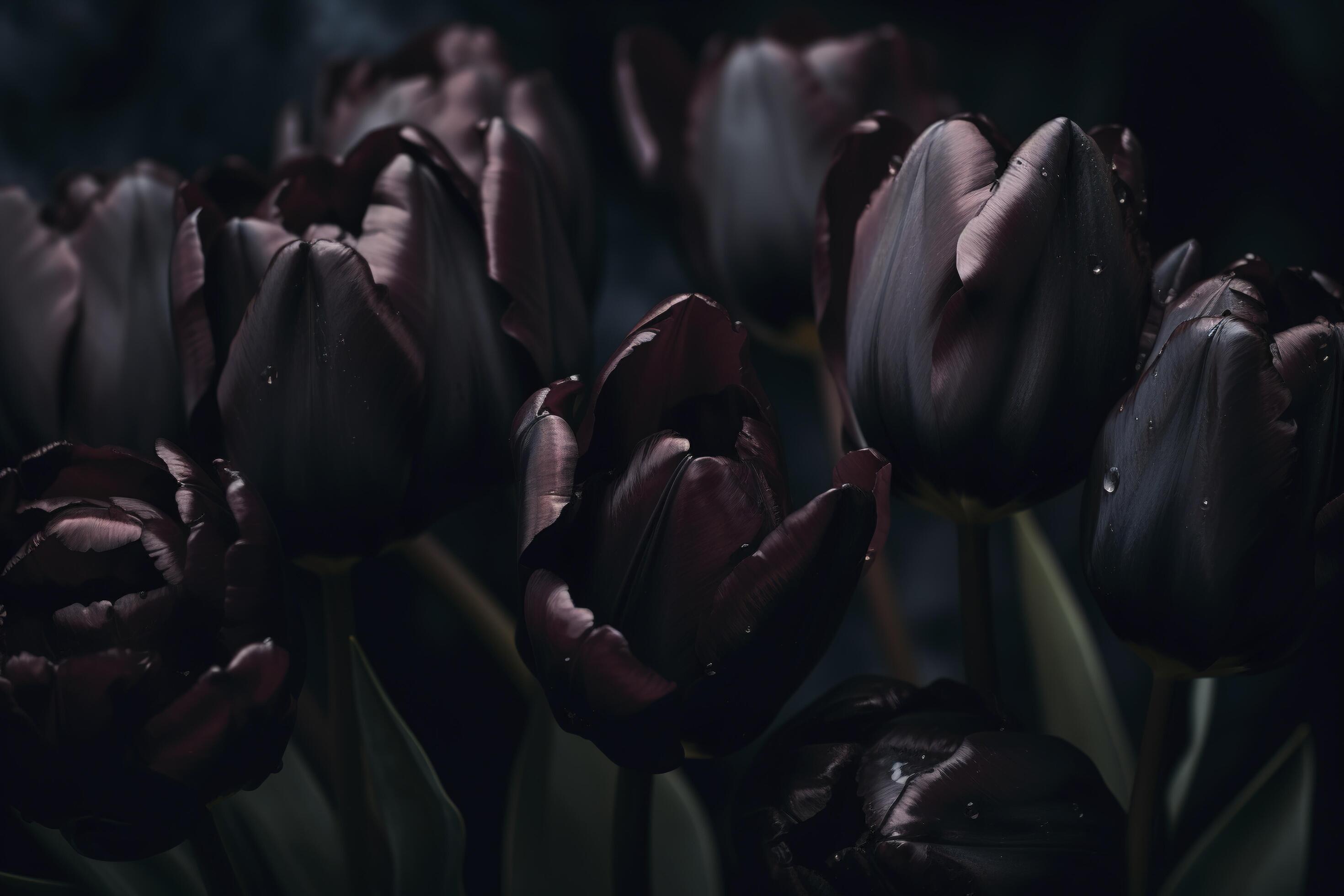 Black tulips on black background. Minimalistic contemporary bunch of elegant spring flowers. image. Stock Free