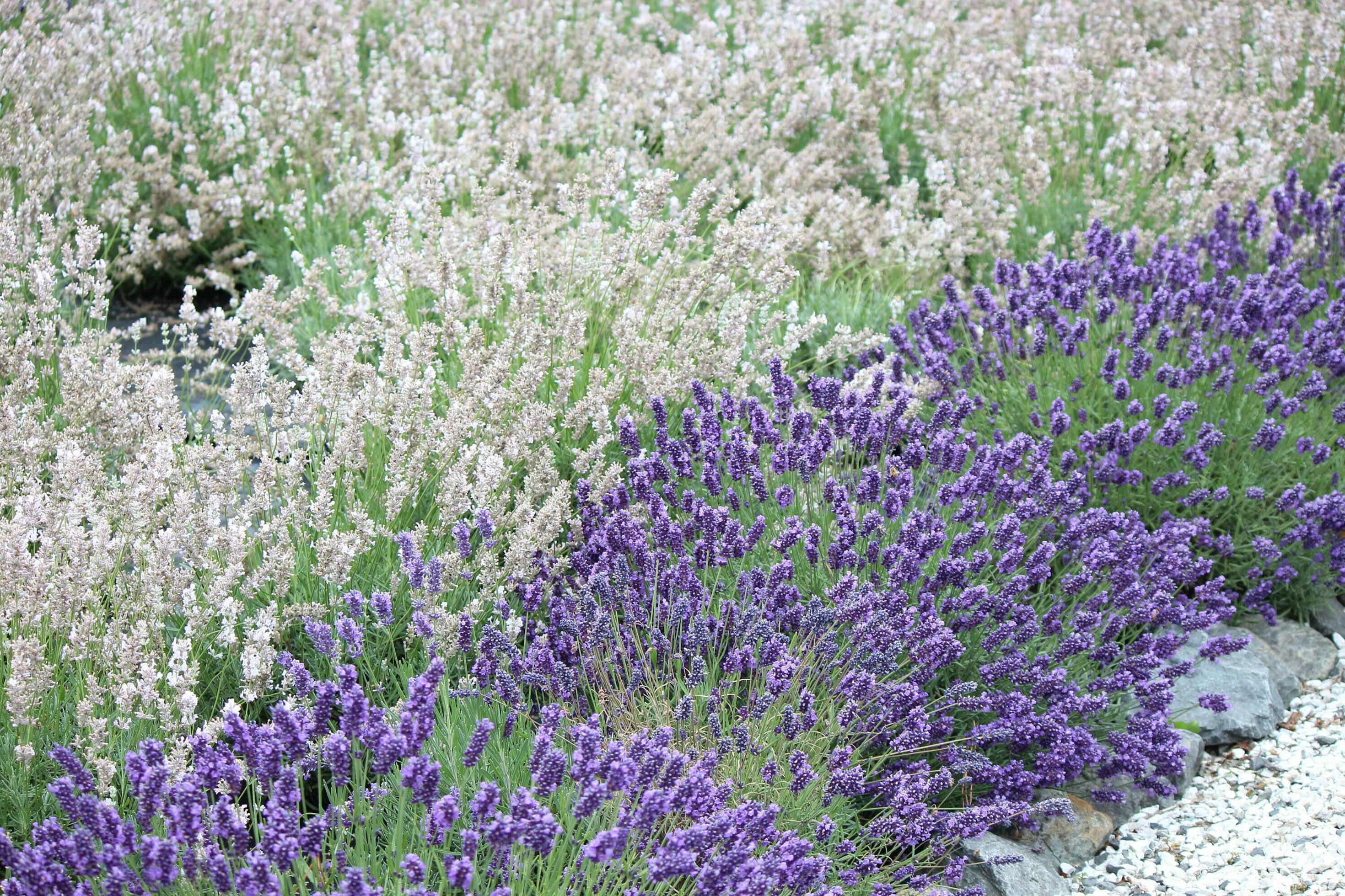 Lavender Plants and Flowers Stock Free