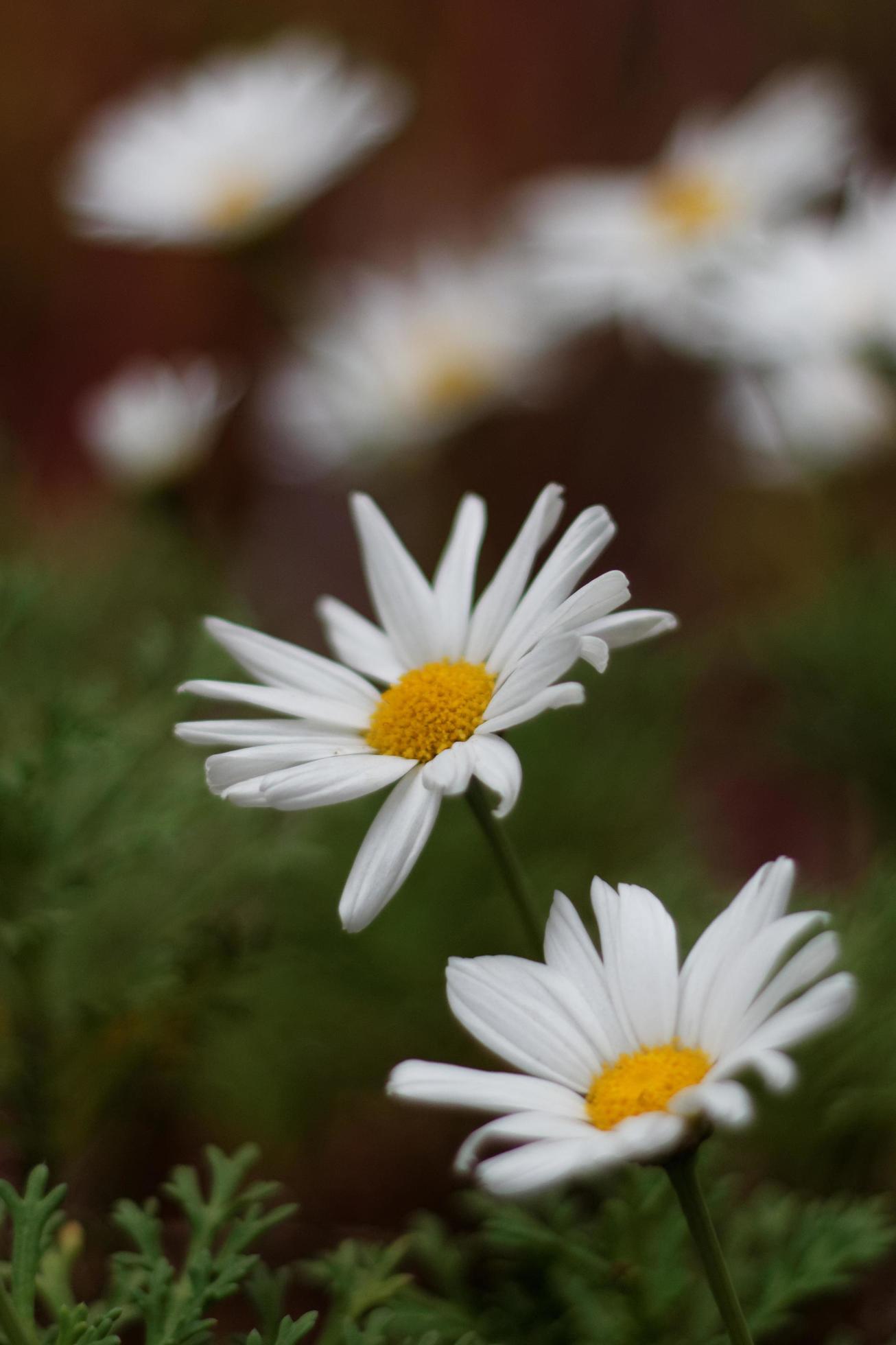 White Daisy Flowers Stock Free