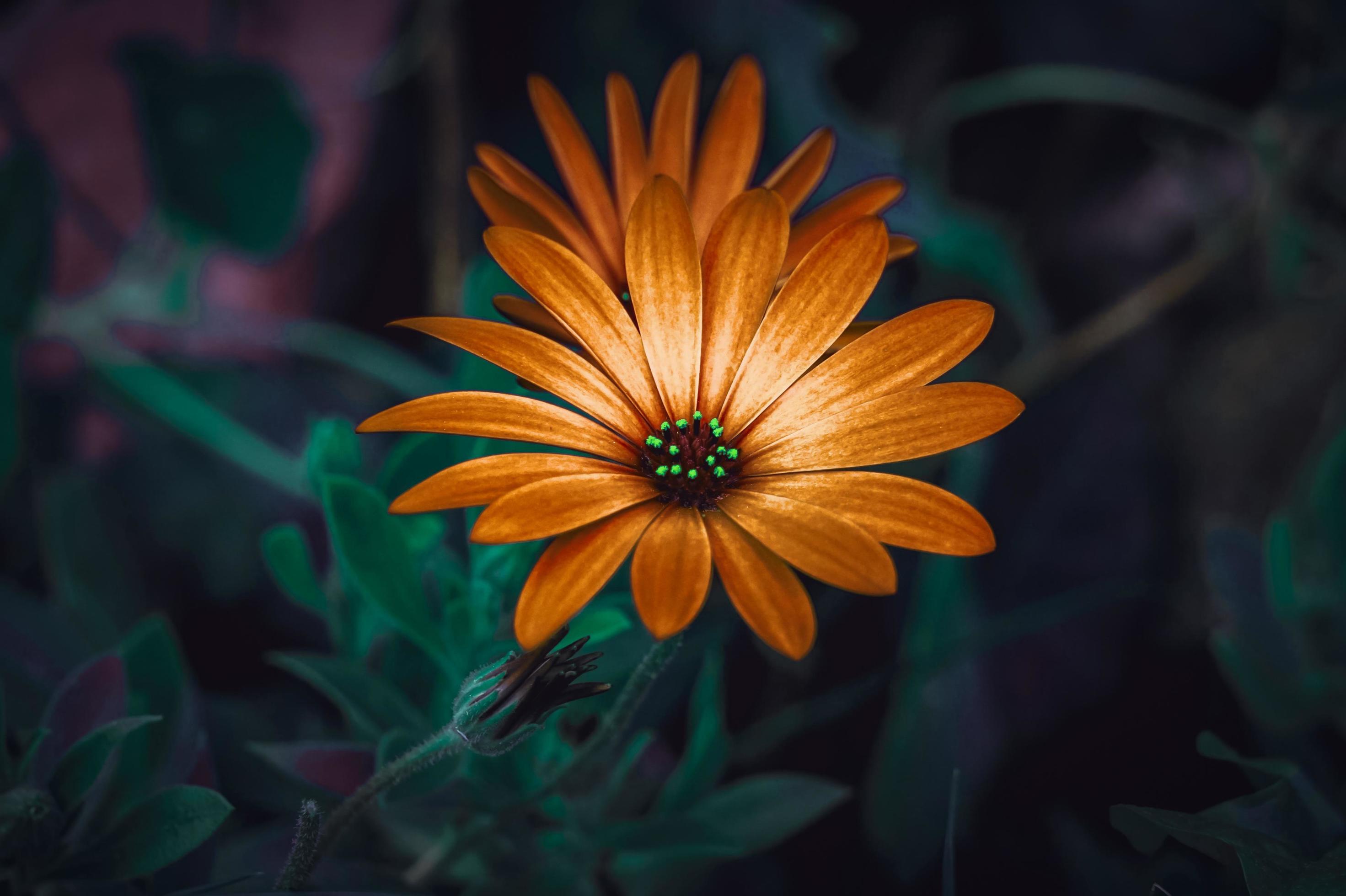 beautiful orange flowers in springtime Stock Free