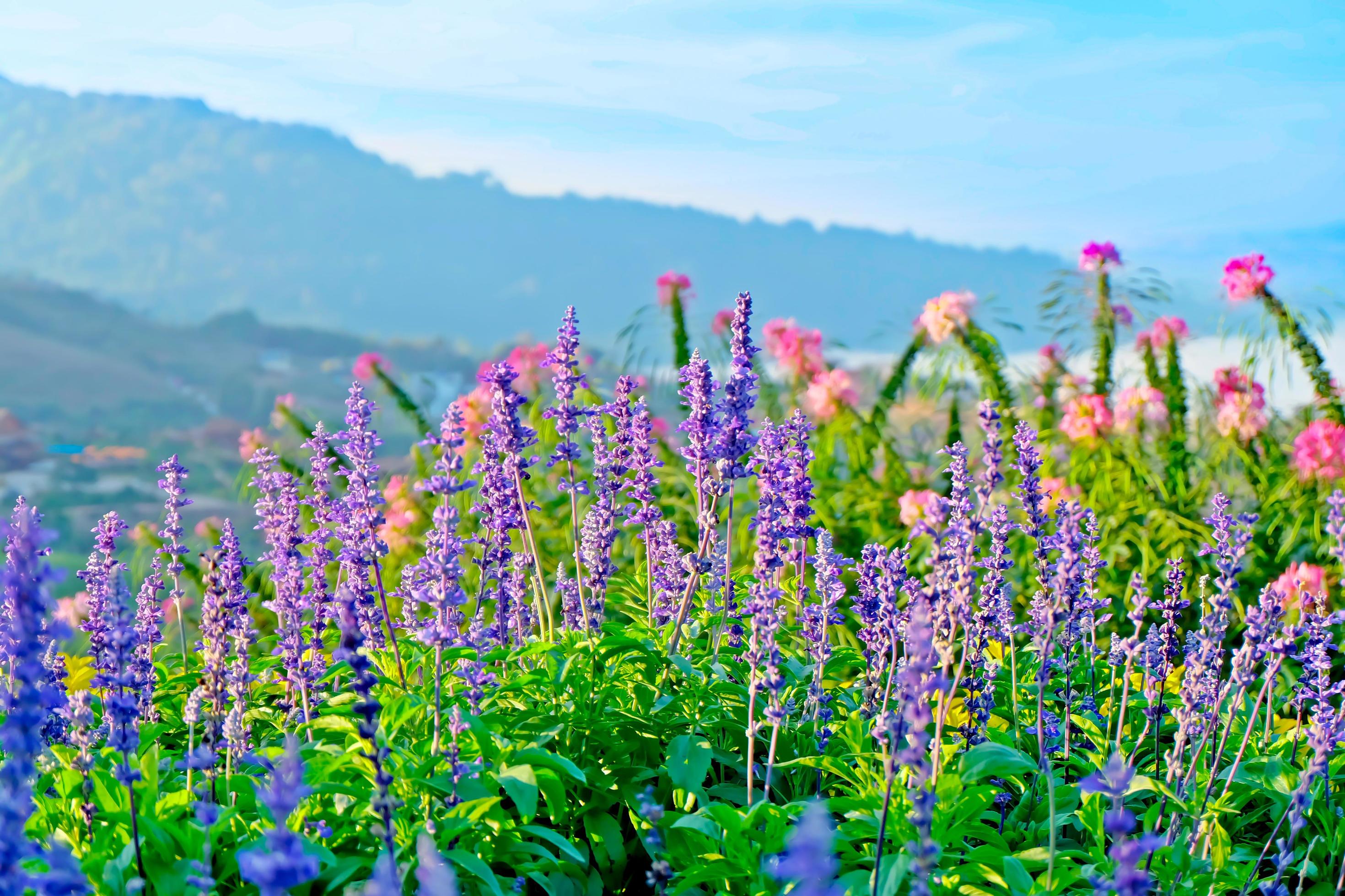 Selective soft focus ,Lavender flowers field beautiful with sky and mountain the sunny morning in the nature Stock Free