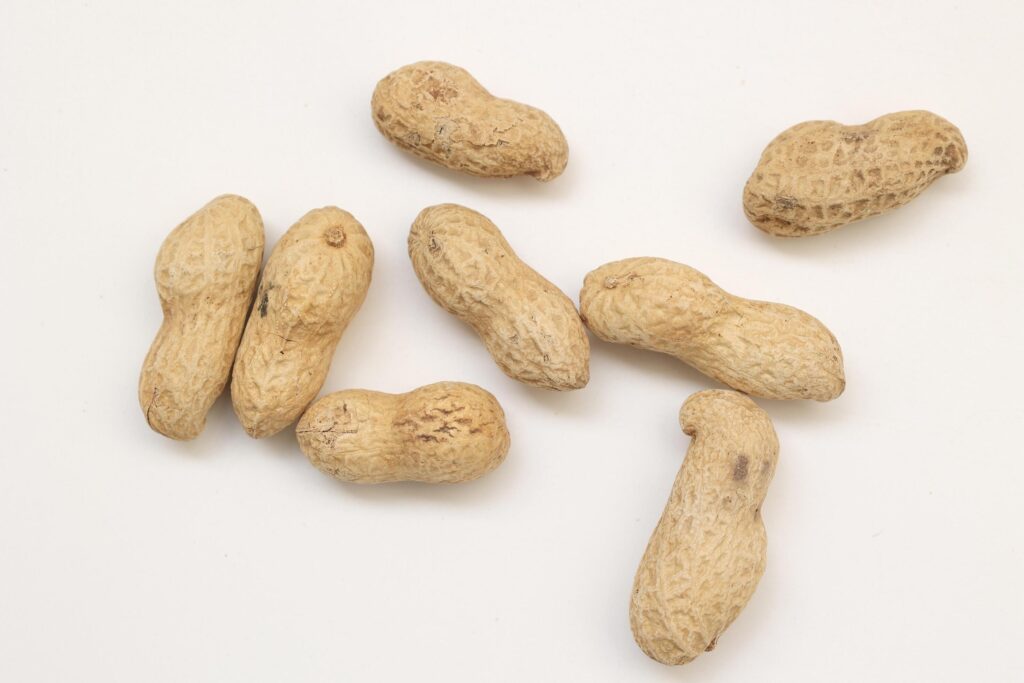 Peanut on white background Stock Free