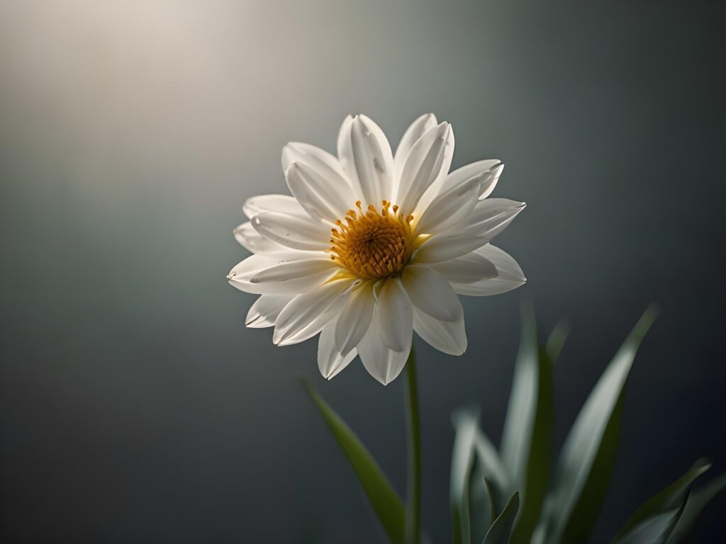 Lily flowers with beautiful blur background Stock Free