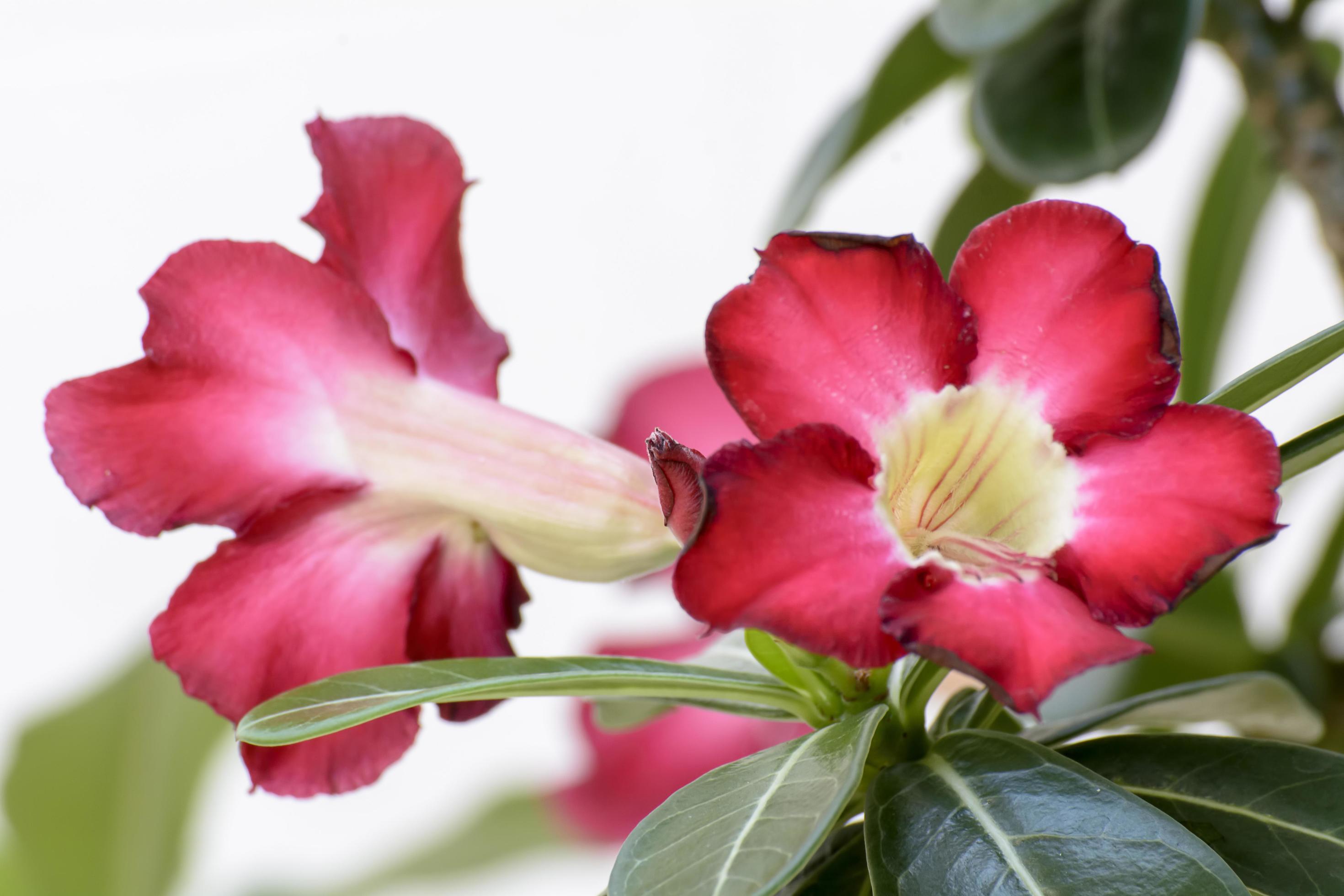 Desert Rose is a bright-colored flowers. Desert Roses are Thai Flower. Stock Free