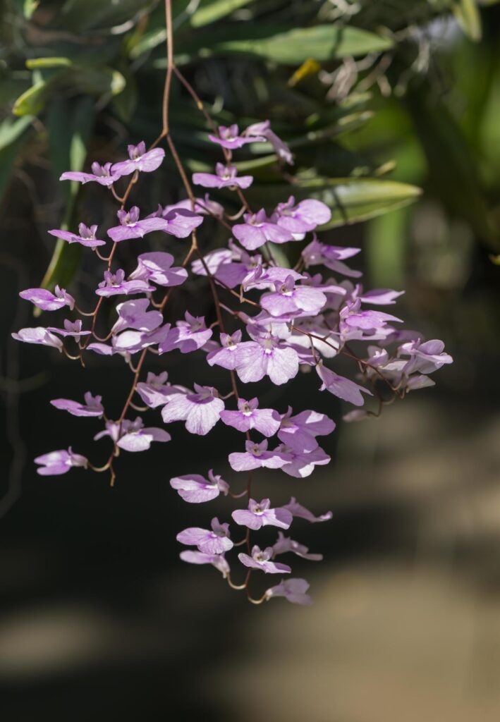 cute purple oncidium orchid flower Stock Free