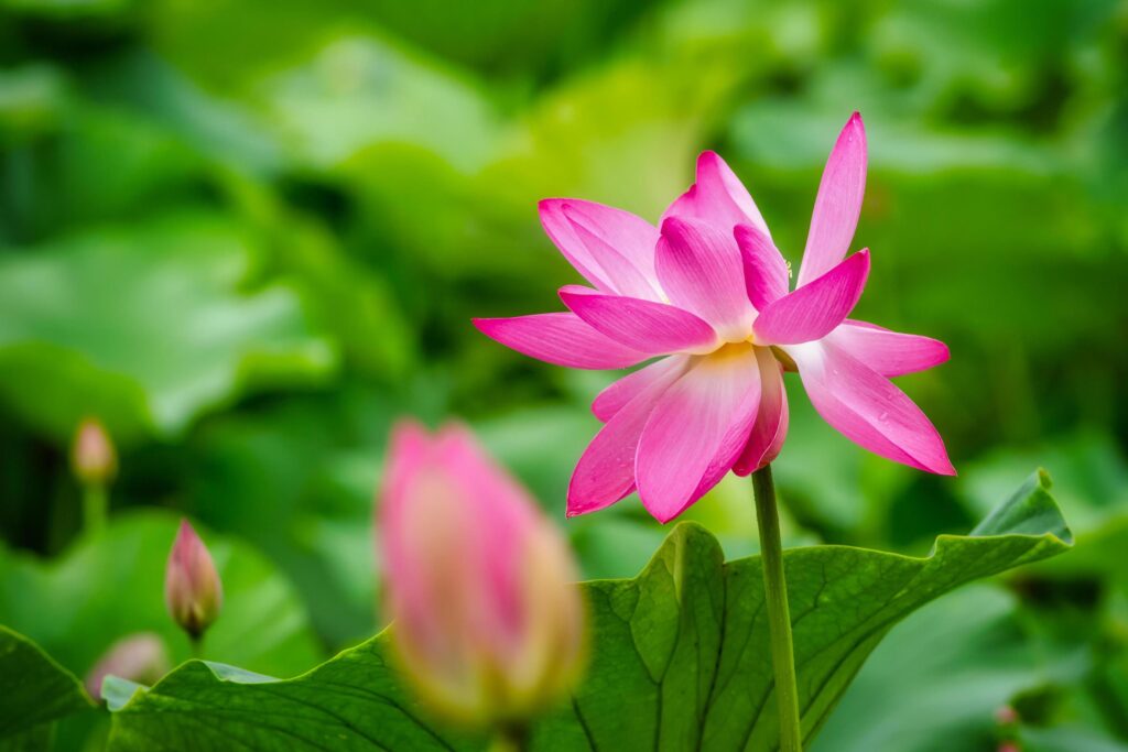 Blooming lotus flower Stock Free