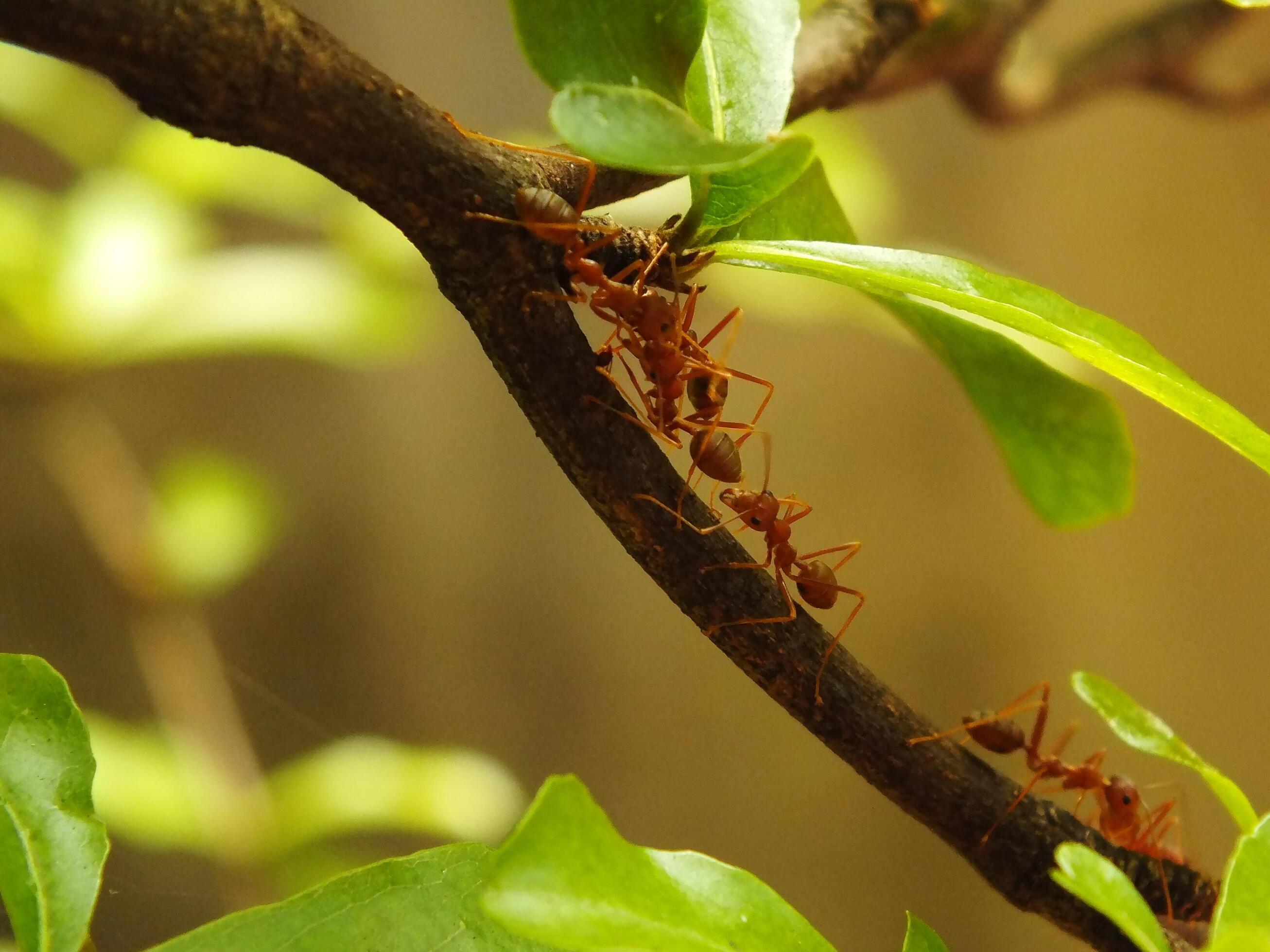 Selective focus of a red weaver ants colony walking on tree branch with nature background Stock Free