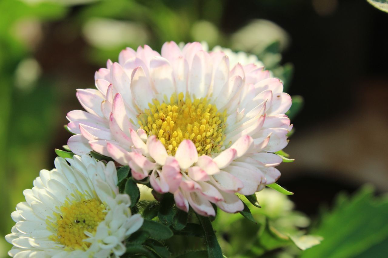 Two White Flowers Stock Free