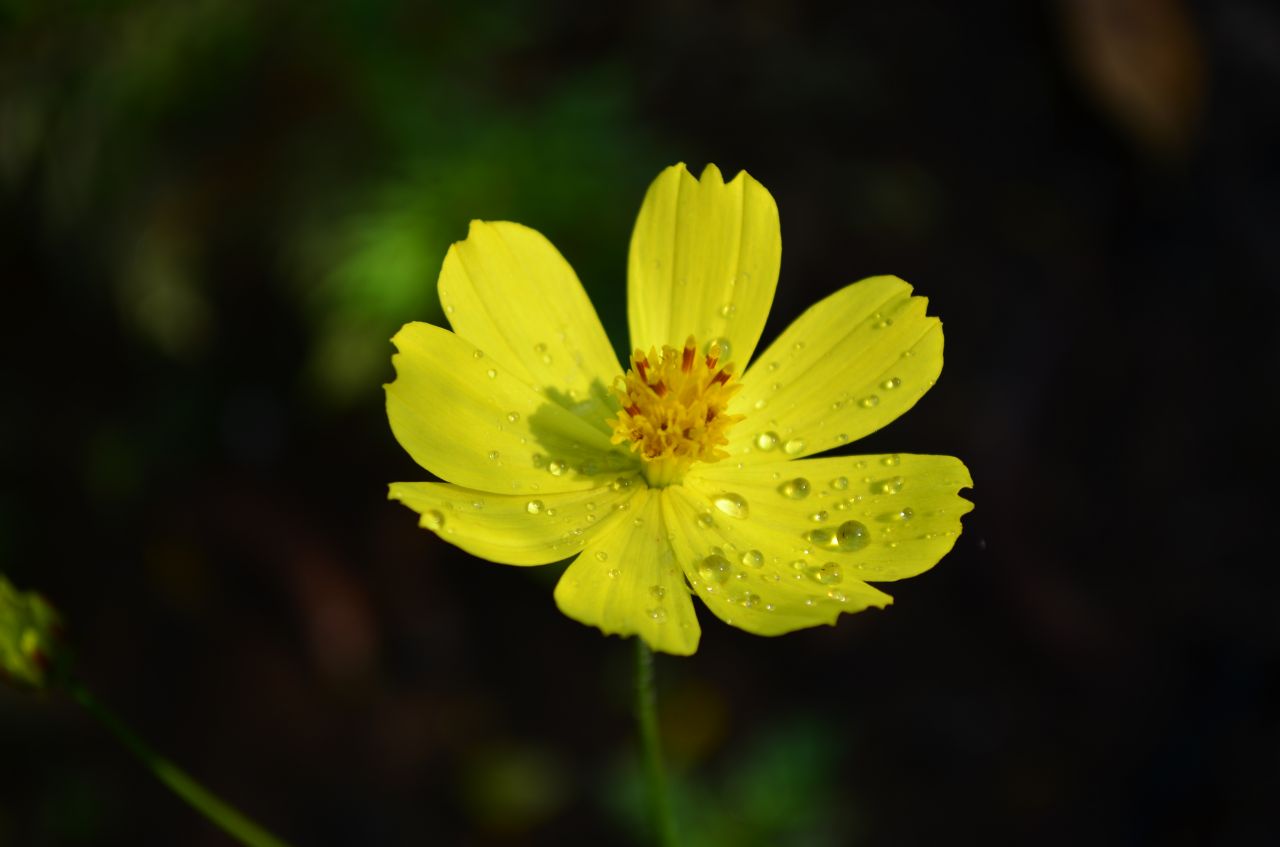 Yellow Flower Stock Free