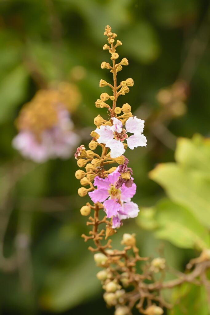 The flowers are beautiful and refreshing.Its beautiful Stock Free