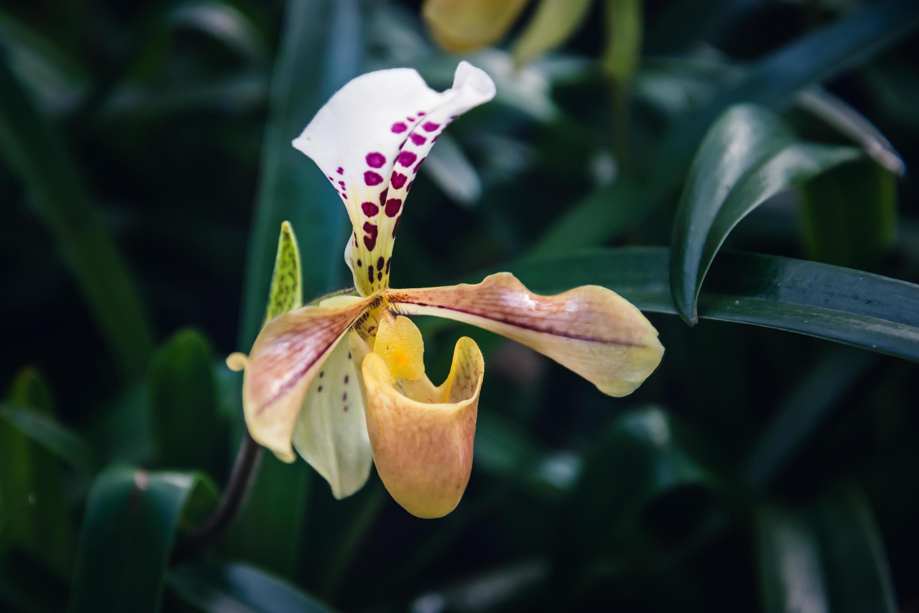 background nature flower Orchid paph villosum Stock Free