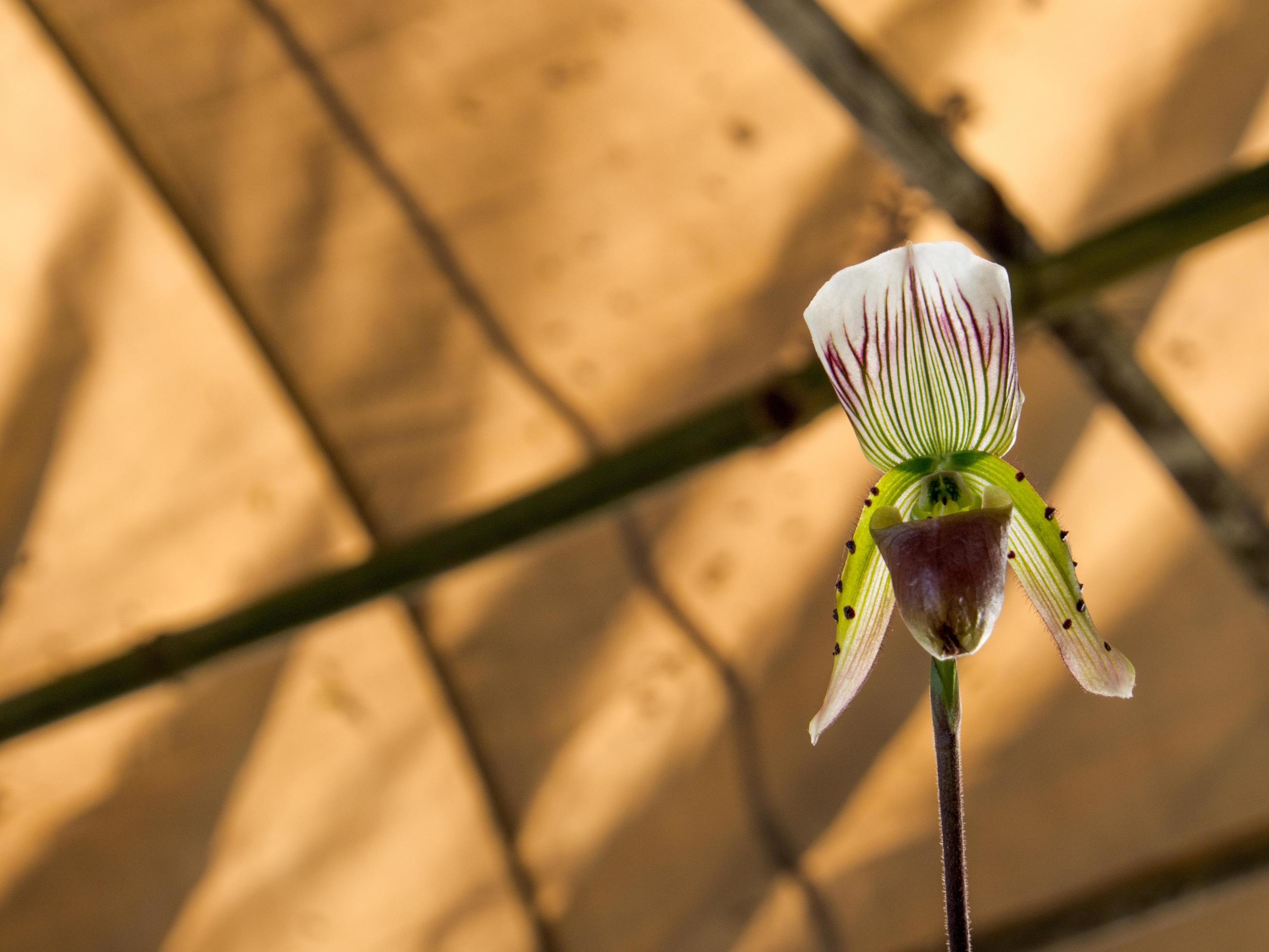 Lady Slipper, Paphiopedilum orchidaceae flowers in the park Stock Free