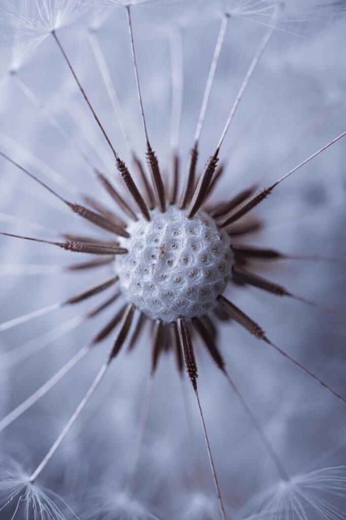 beautiful dandelion flower seed in springtime Stock Free