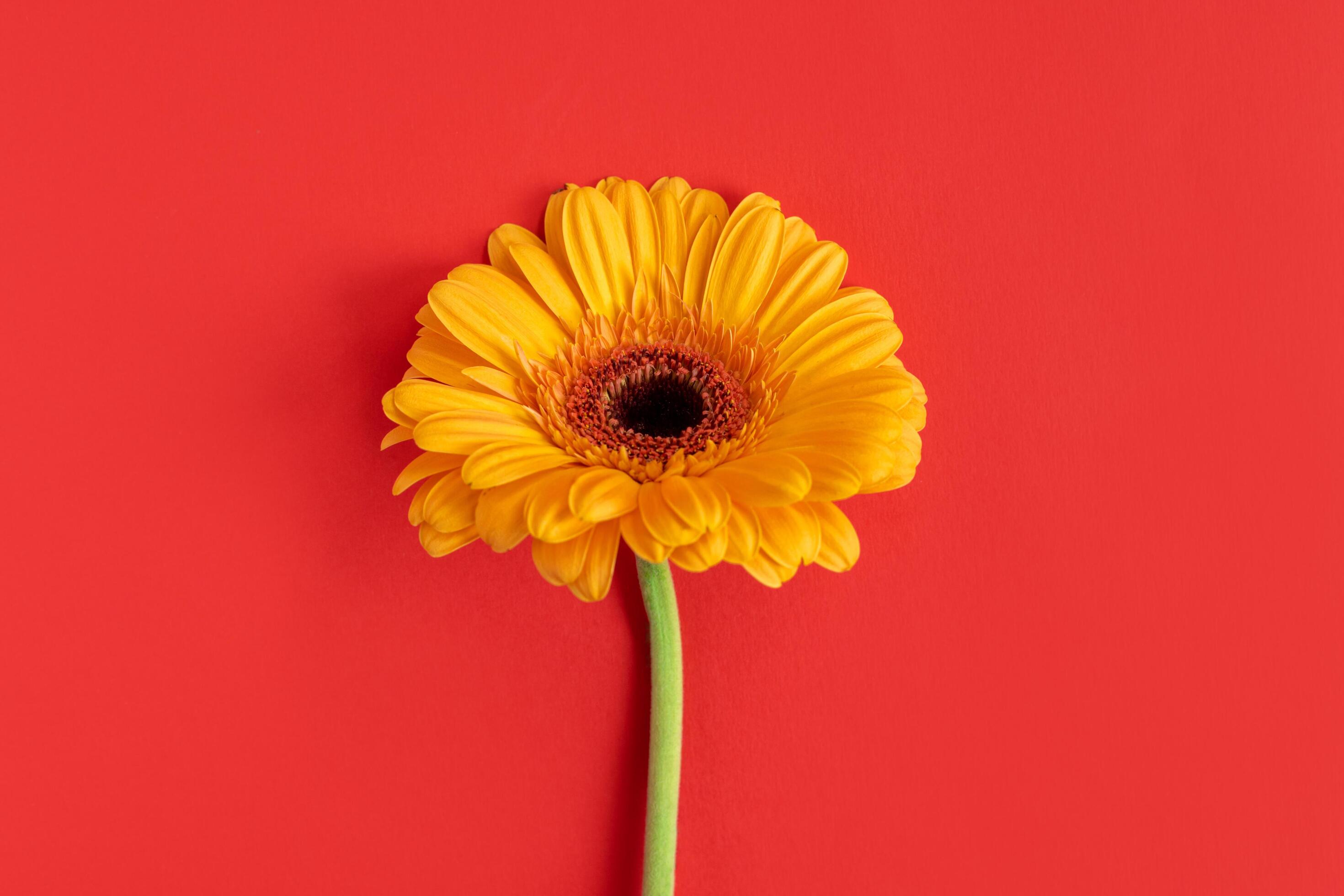 Beautiful yellow Gerbera flower on a bright red background. Stock Free