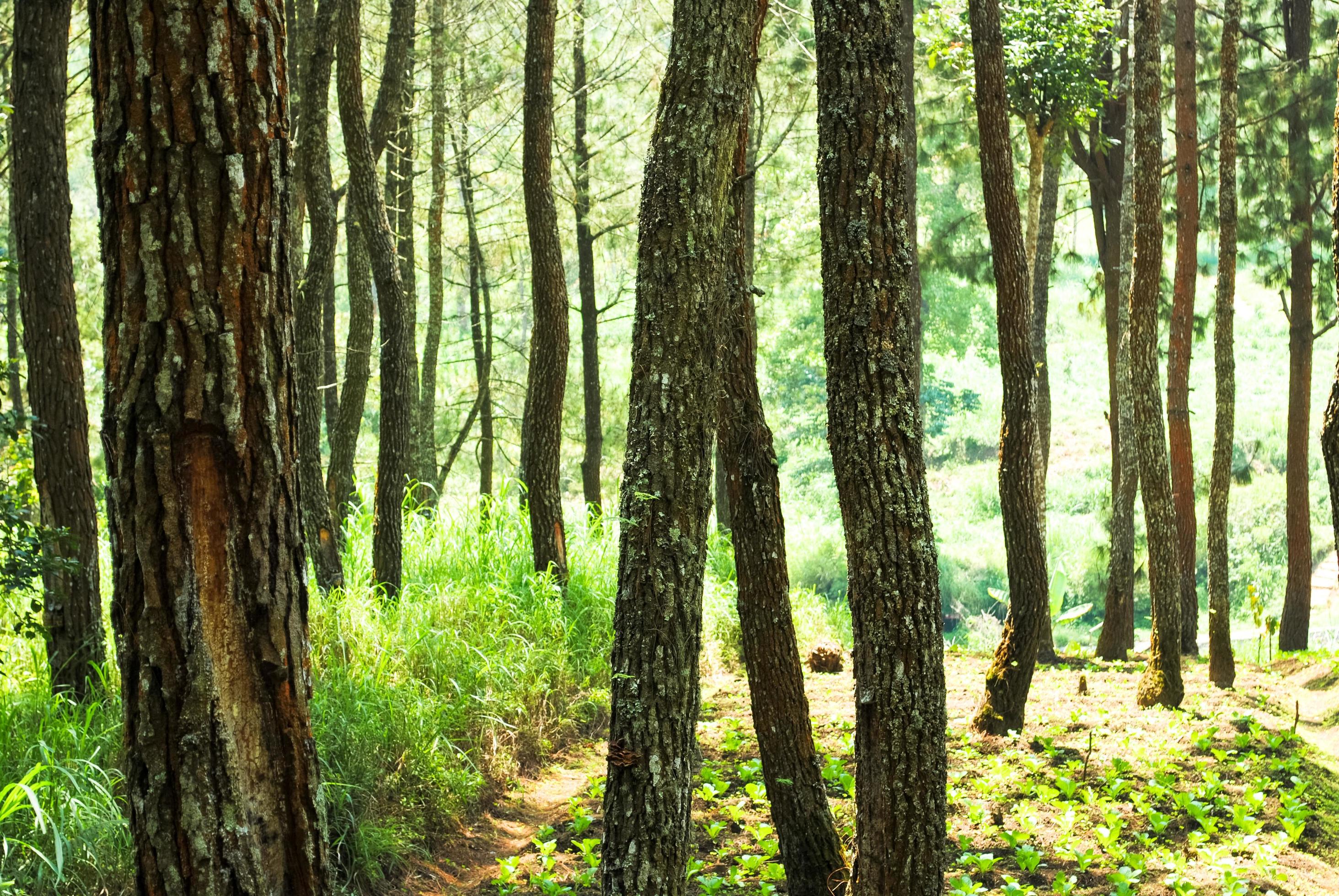 the natural scenery of the wood forest that is suitable as a background Stock Free