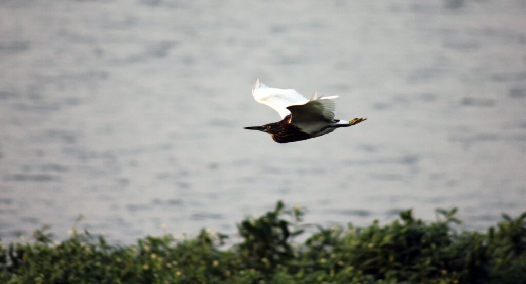 Bird In Flight Motion Stock Free