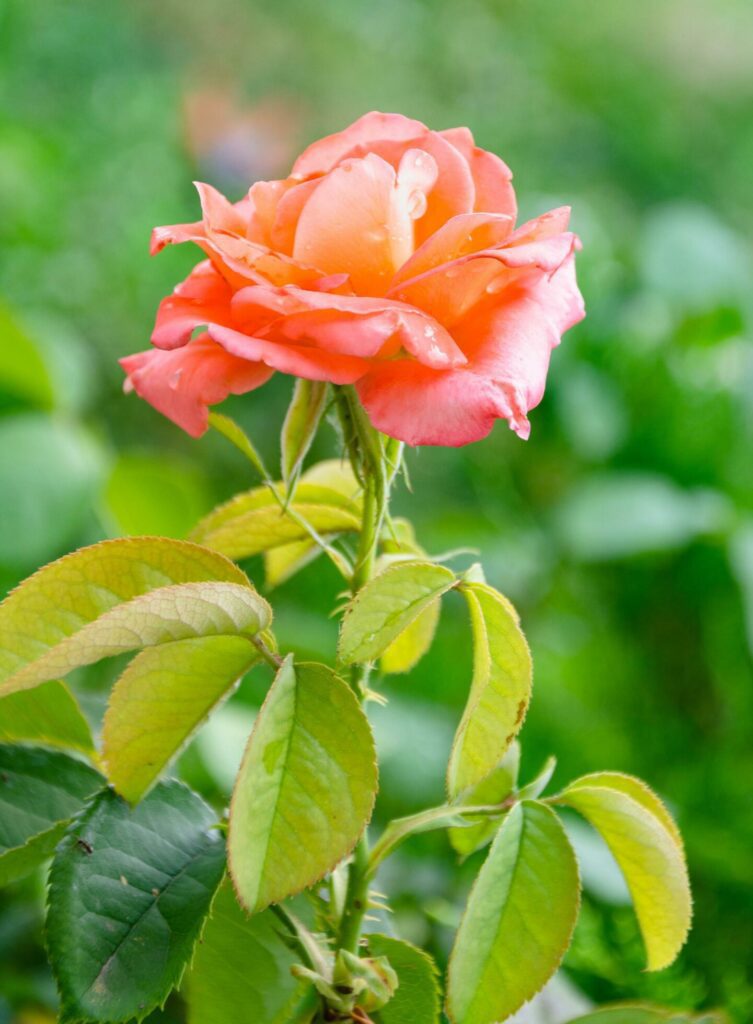 Scarlet rose in the garden on a sunny summer day. The beauty of flowers. Stock Free