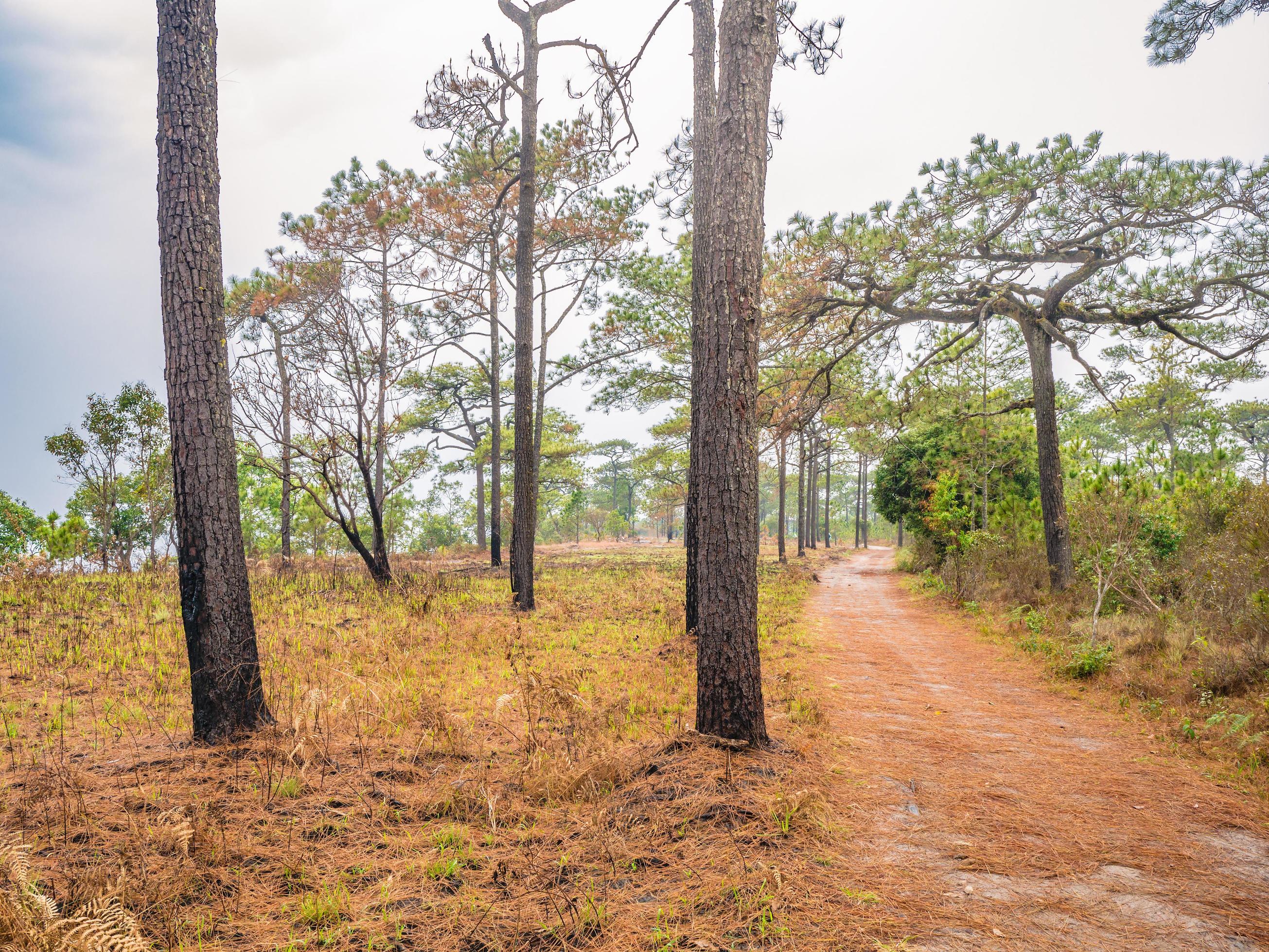 Nature trail on Phu Kradueng mountain national park in Loei City Thailand.Phu Kradueng mountain national park the famous Travel destination Stock Free