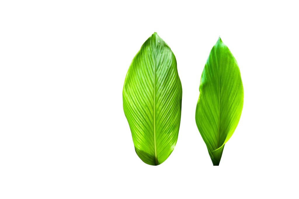 A cut-out of a turmeric leaf on a white background with clipping paths. Stock Free