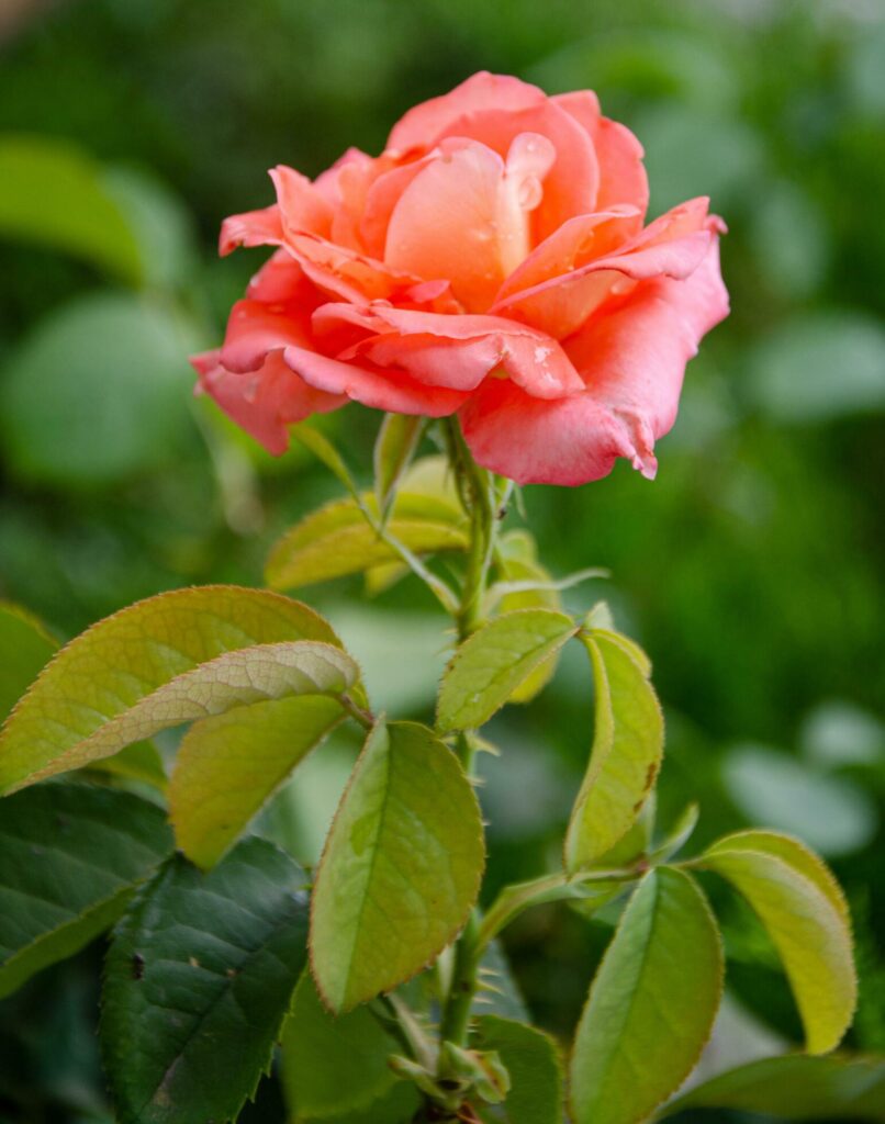 Scarlet rose in the garden on a sunny summer day. The beauty of flowers. Stock Free