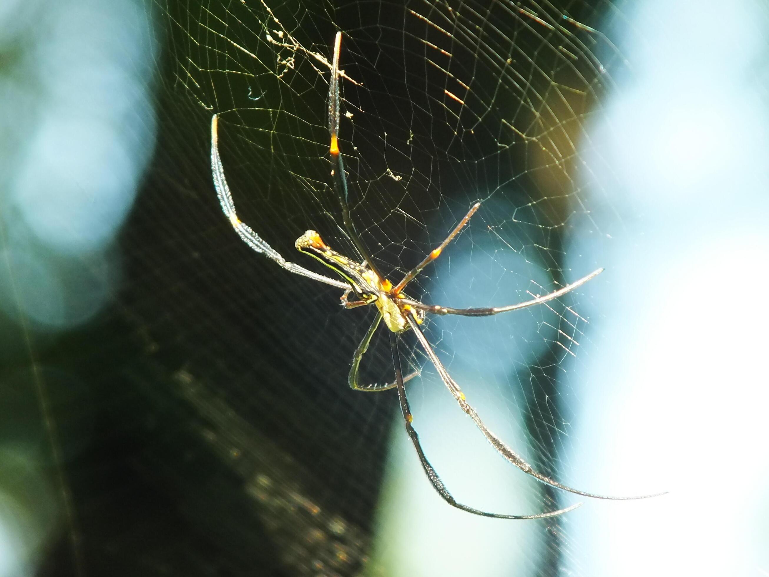 Spider in the cobweb with natural green forest background. A large spider waits patiently in its web for some prey Stock Free