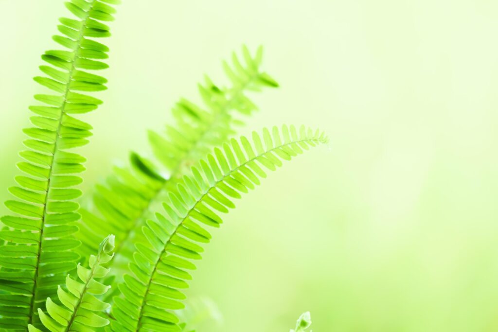 blurred of ferns leaves green foliage natural green background in sunlight. Stock Free