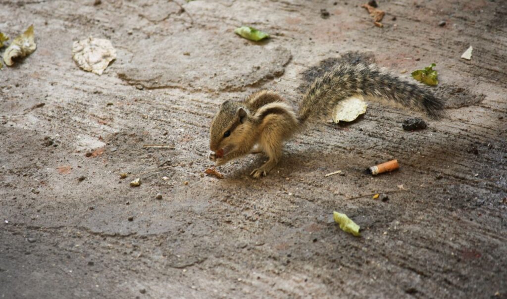 Squirrel On Ground Stock Free