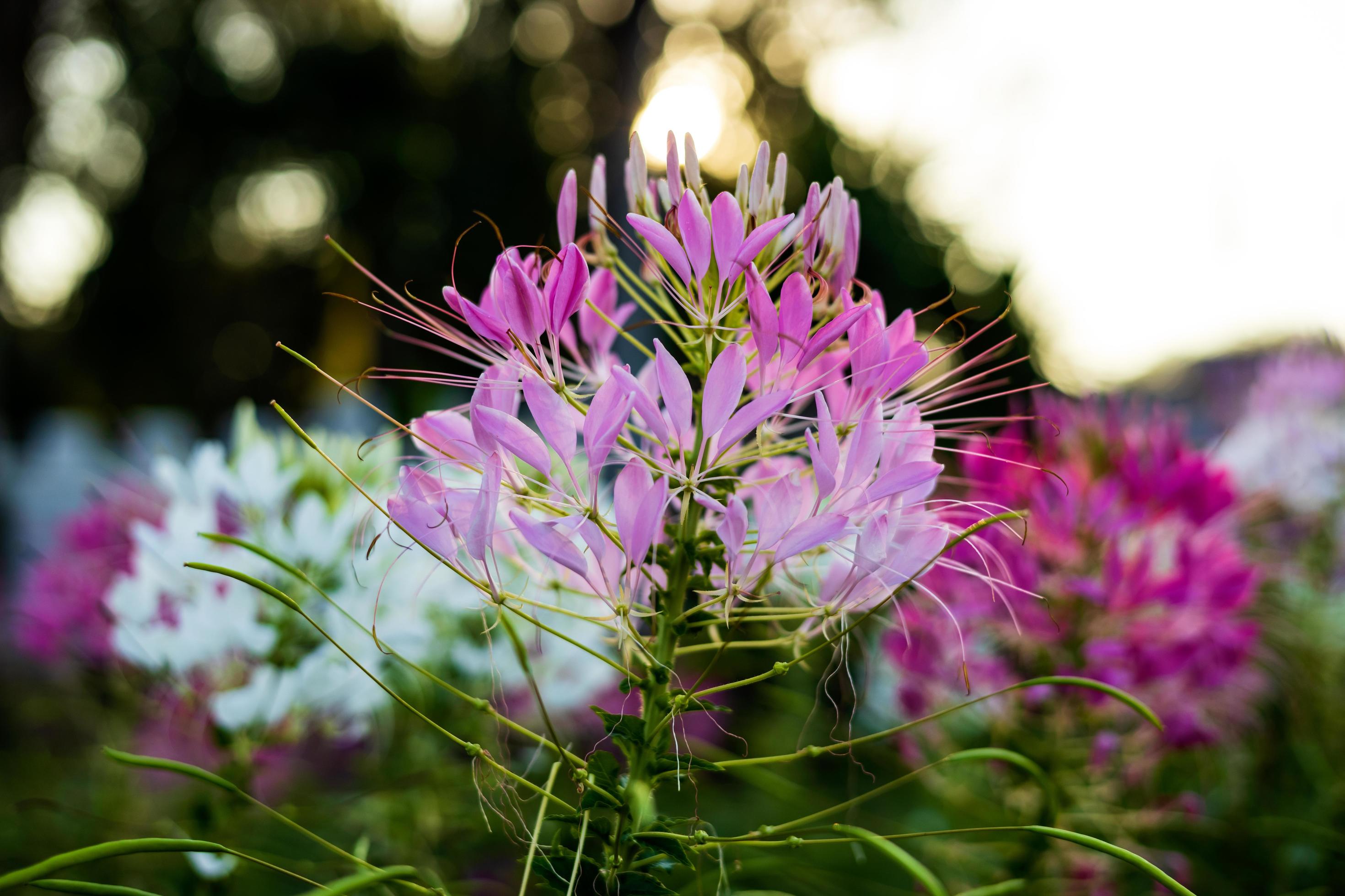 Close-up view of a purple-pink spider flower blooming in the sunlight. Stock Free