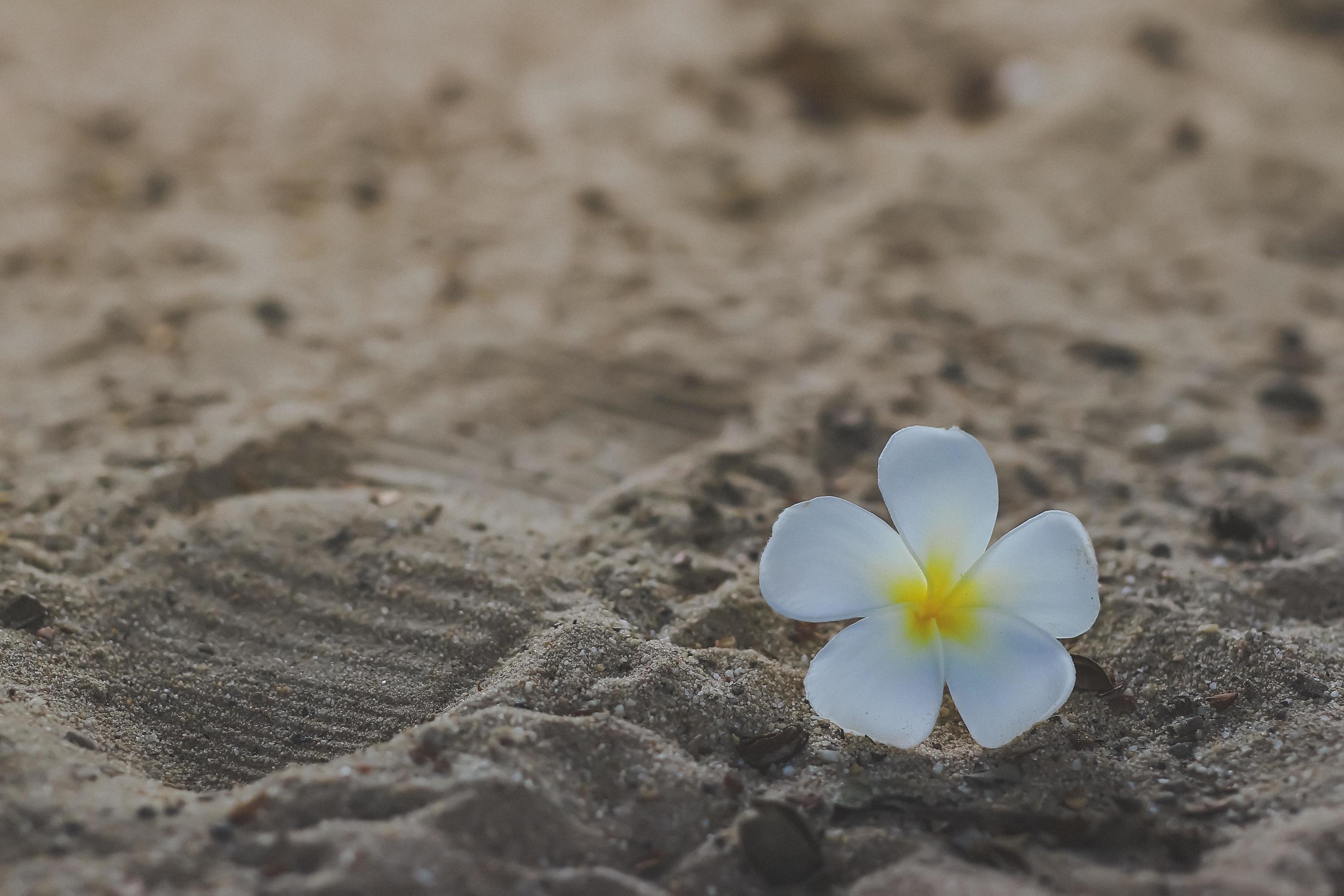 Sea sand floor and white flower Stock Free