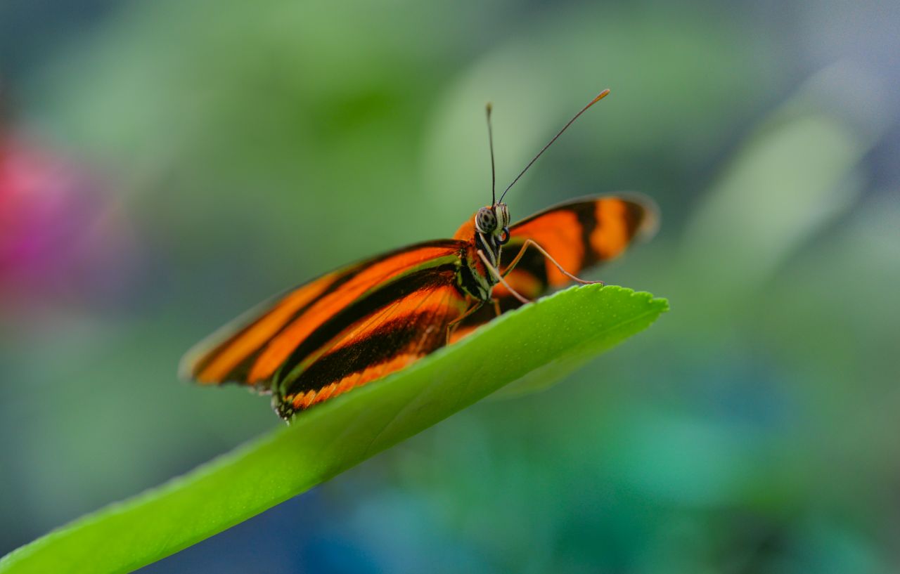 Butterfly on colorful background Stock Free