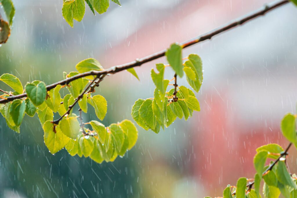 Leaves of Katsura Caramel Tree in the Rain Free Photo