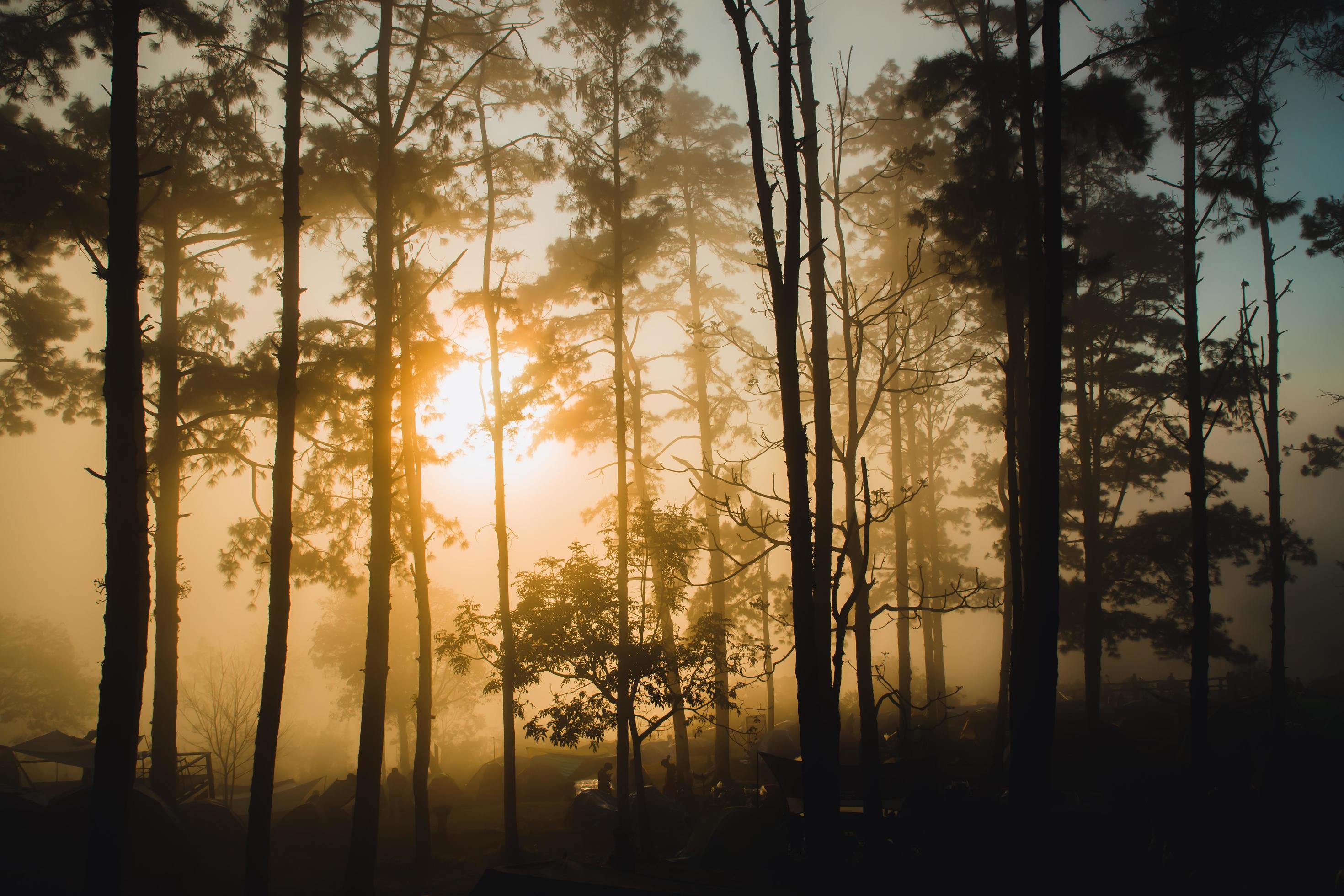 pine landscape pictures with the sunlight, the nature is beautiful Stock Free