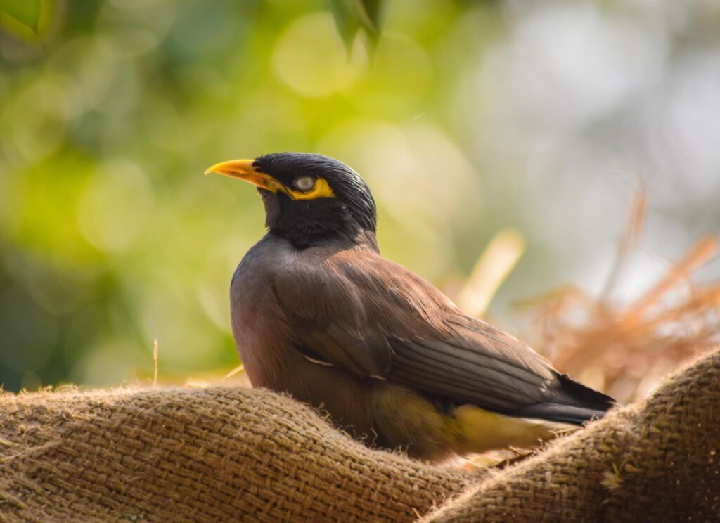 Brown starling 2 Free Photo