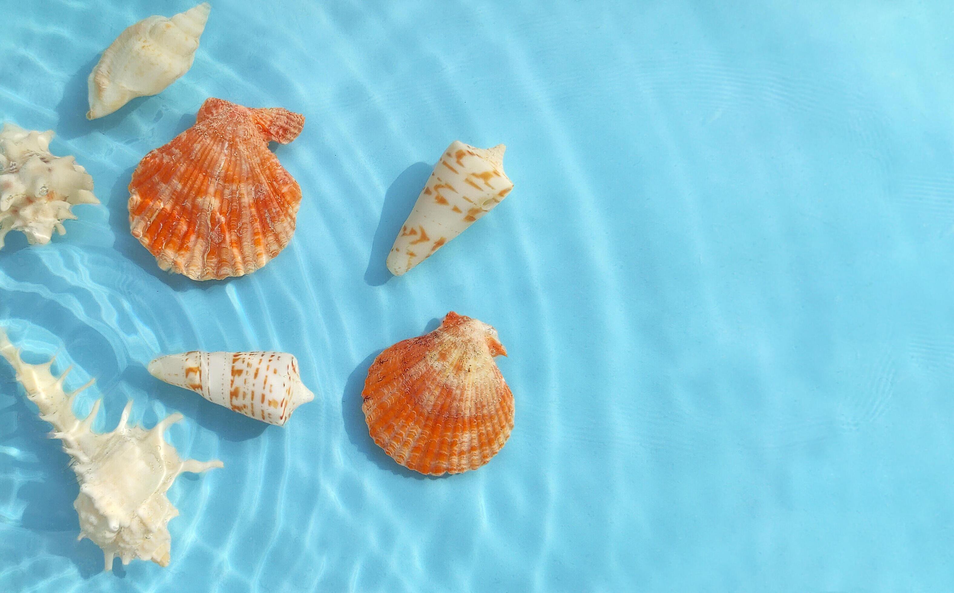 Various seashells and water ripples on a summer beach on a blue background at the top. Copy space Stock Free