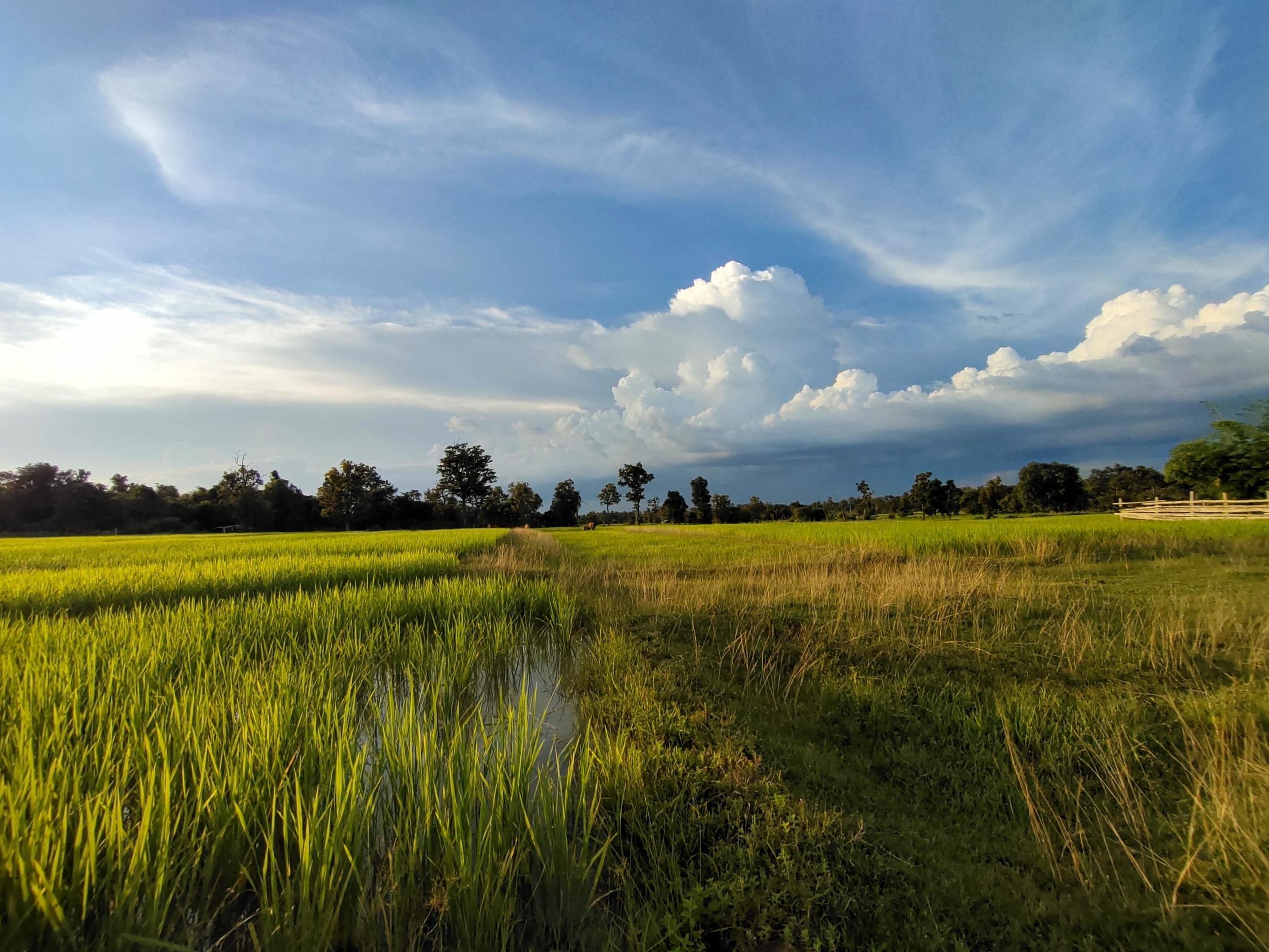 Nature, beautiful green rice fields Stock Free