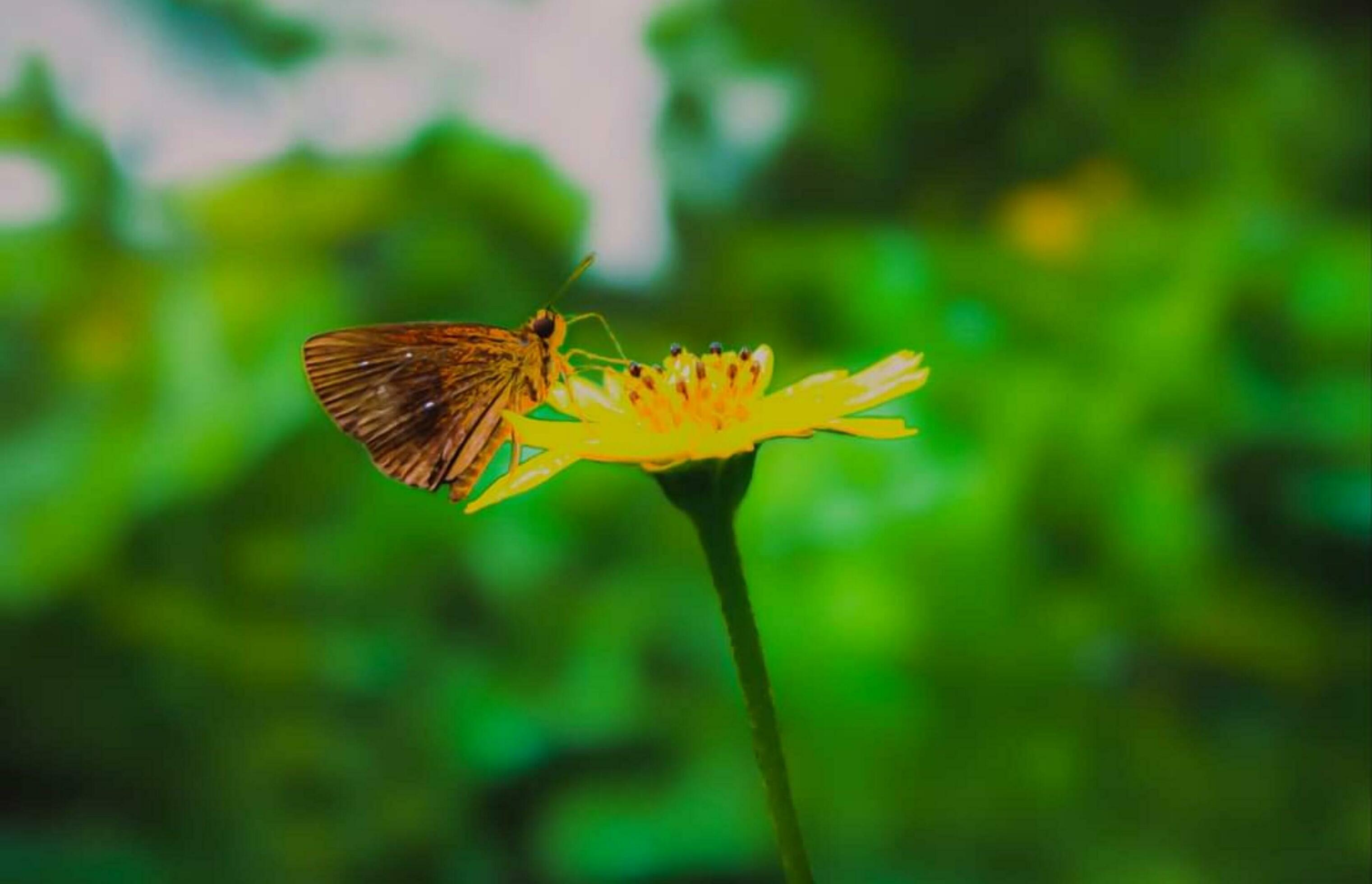 Beautiful blooming flower Stock Free