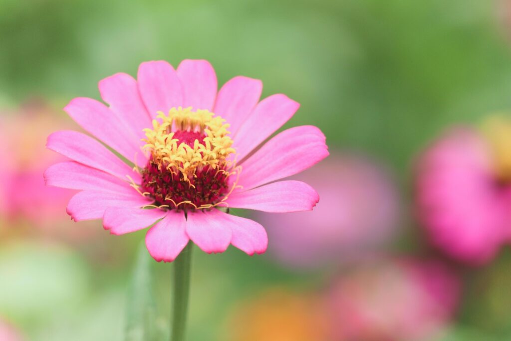 Beautiful bright purple pink zinnia blooming in summer flower field garden. Stock Free