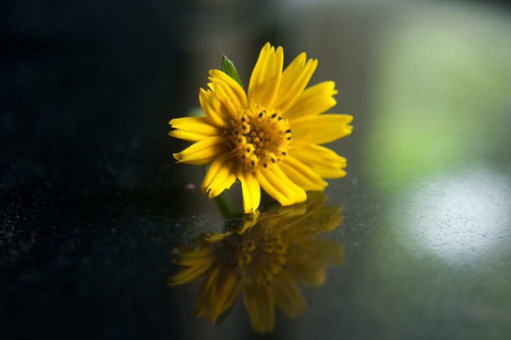 Yellow Flower Bloom Stock Free