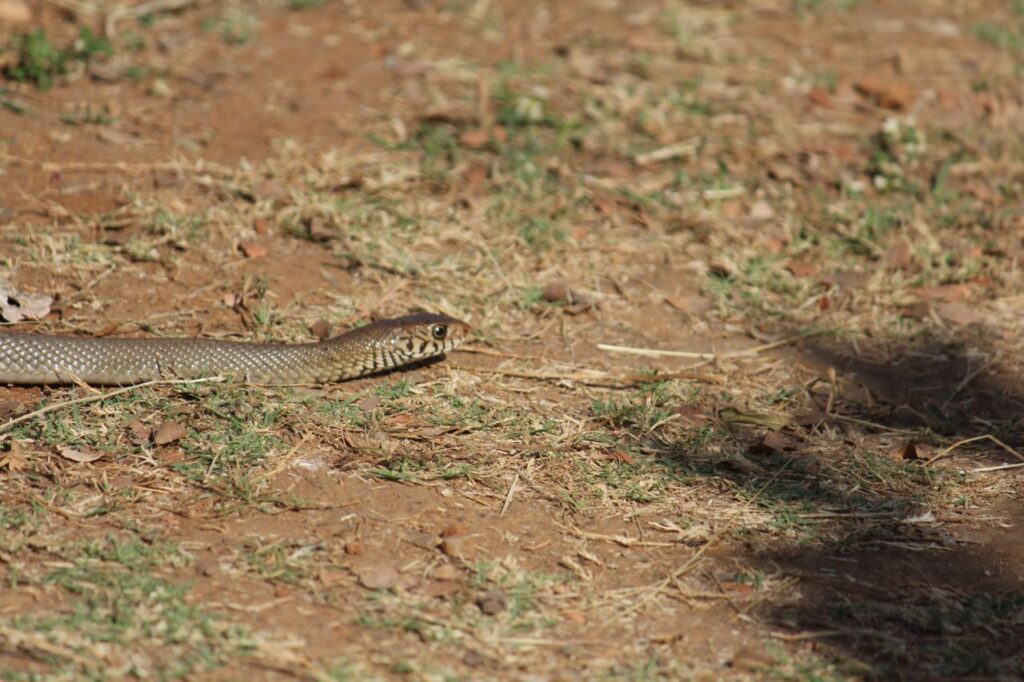 Snake On Ground Stock Free