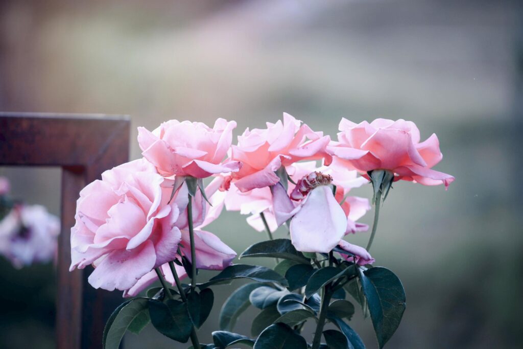 Pink English roses blooming in the summer garden, one of the most fragrant flowers, best smelling, beautiful and romantic flowers Stock Free