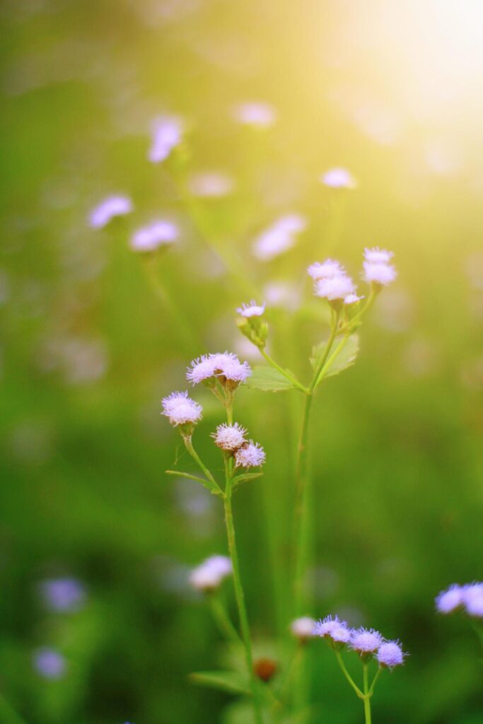 Beautiful wild purple grass flowers in the meadow with sunlight. Billygoat-weed, Chick weed or Ageratum conyzoides is herb plants Stock Free