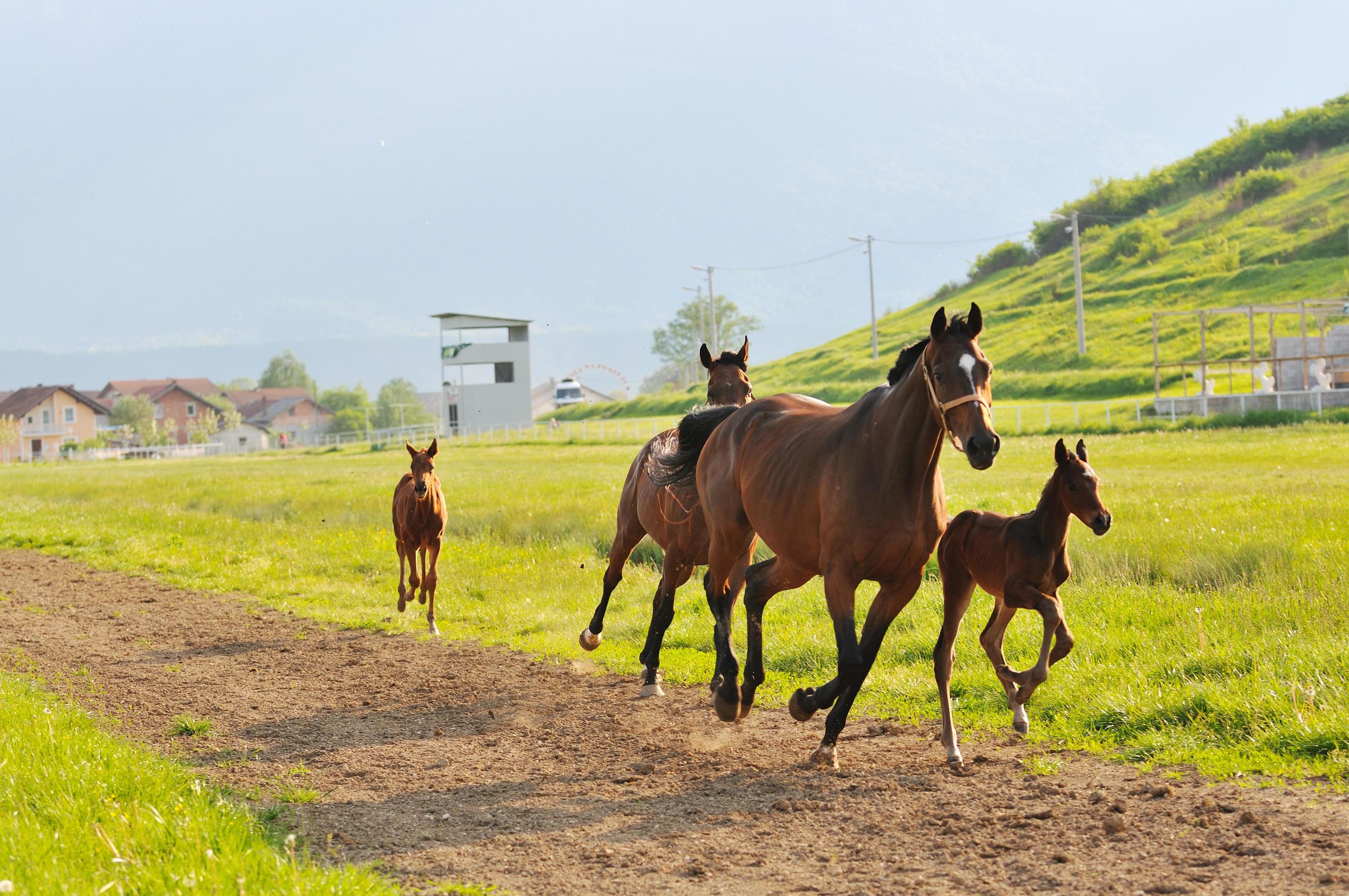 horse nature view Stock Free