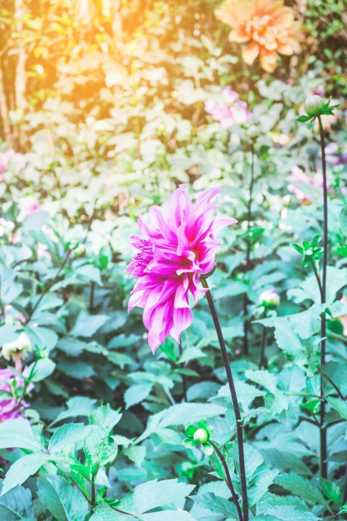 Pink Dahlia in nature Garden ,select focus. Stock Free