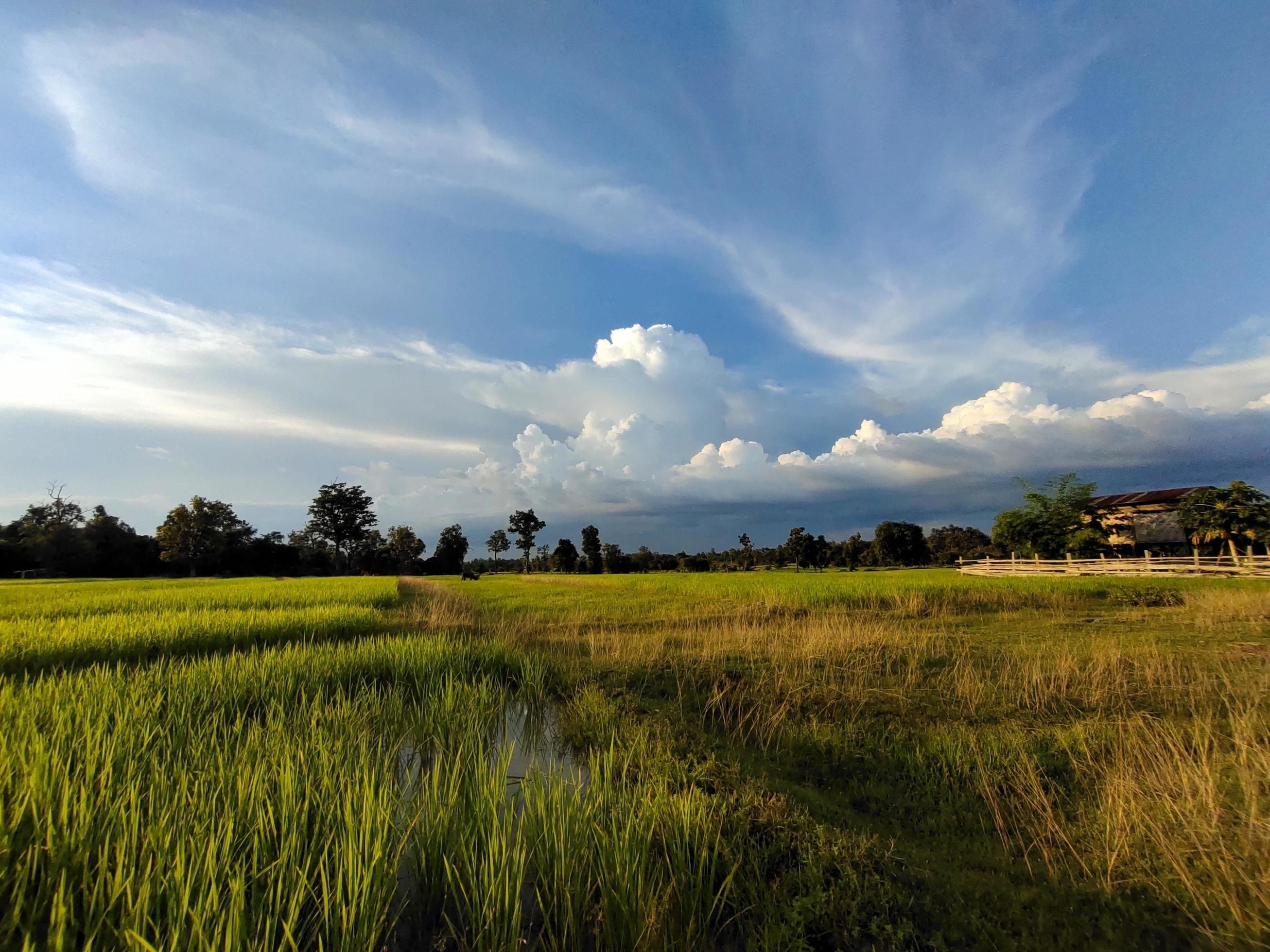 Nature, beautiful green rice fields Stock Free