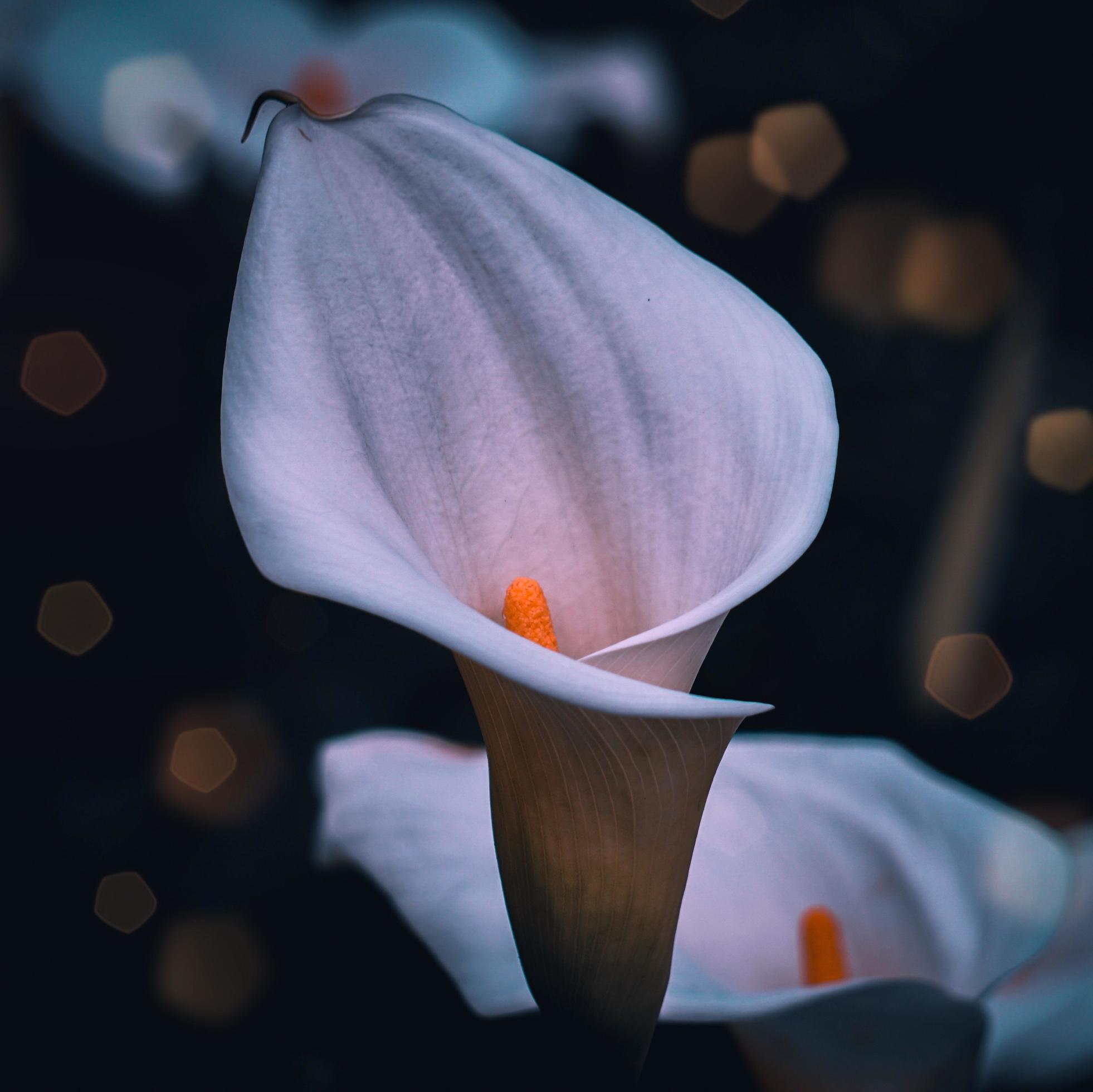 Beautiful white lily calla flower in the spring season Stock Free