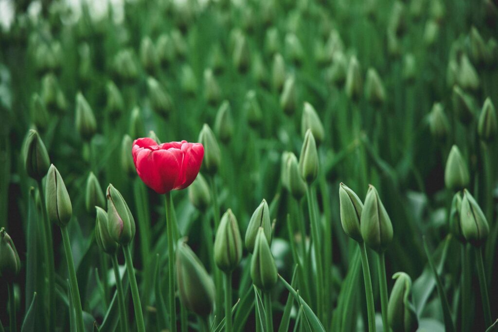 Red tulip flower Stock Free