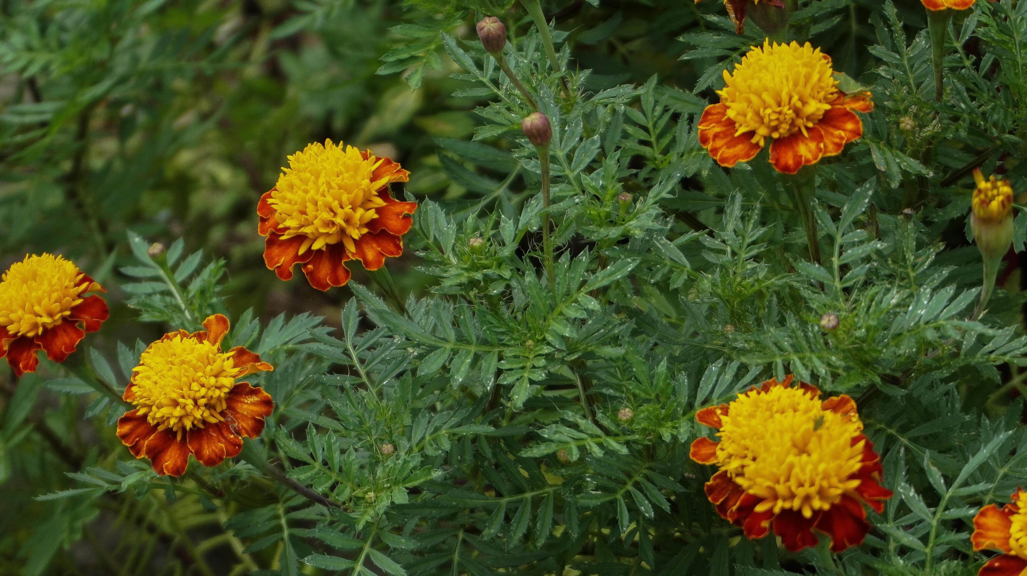 beautiful marigold flowers with nature background Stock Free