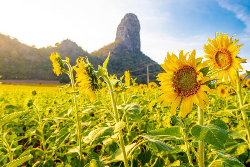 At sunset, a summer sunflower meadow in Lopburi, Thailand, with a mountain background. Stock Free